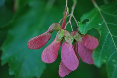 Acer ginnala - javor amurský - plody (nažky) (56)